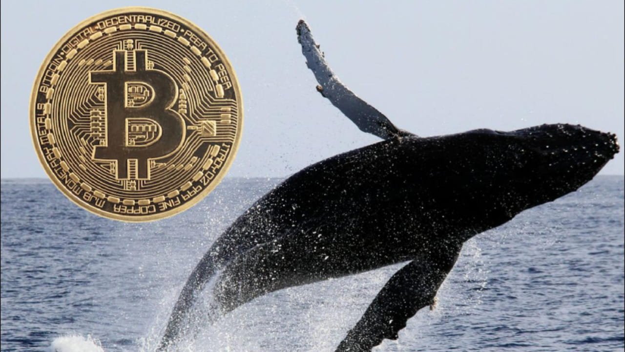 Essential Features of a Bitcoin Whale Movement News Tracker